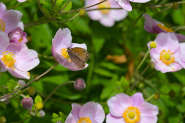 Herbst-Anemone,  Anemone hupehensis L.