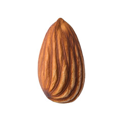 Single almond kernel isolated on white background