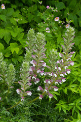 Dorniger Akanthus, Acanthus spinosus