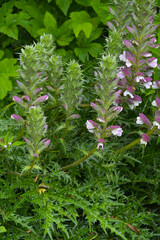 Dorniger Akanthus, Acanthus spinosus