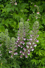 Dorniger Akanthus, Acanthus spinosus