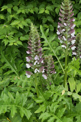Wahrer Bärenklau, Acanthus mollis