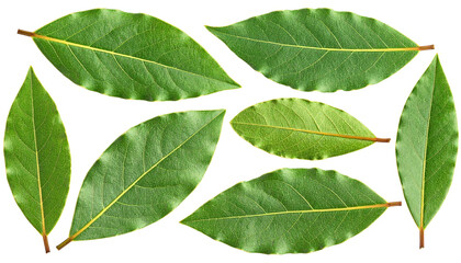 Assortment of fresh, green bay leaves on a dark background