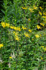 Dreiblättrige Becherpflanze, Silphium asteriscus, var. Trifoliatum
