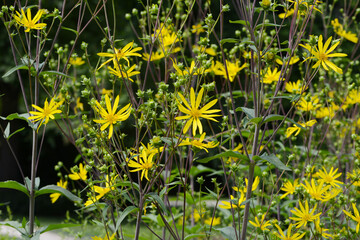 Dreiblättrige Becherpflanze, Silphium asteriscus, var. Trifoliatum
