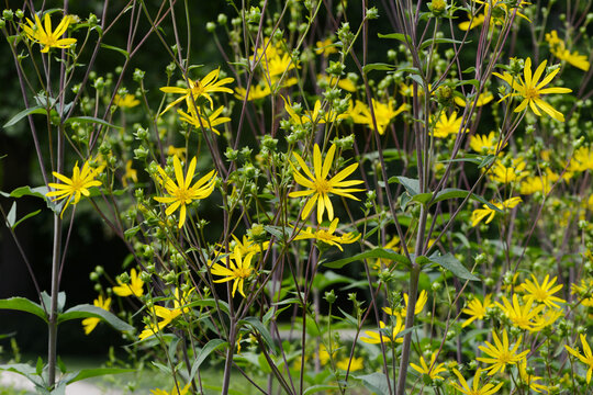 Dreibl&auml;ttrige Becherpflanze, Silphium asteriscus, var. Trifoliatum