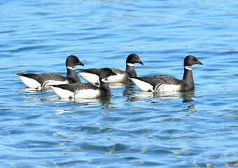Branta bernicla, the brant goose, a migratory waterfowl with black head, white neck band, and dark brown wings, commonly seen in Korean coastal wetlands during winter. Photographed in Korea.