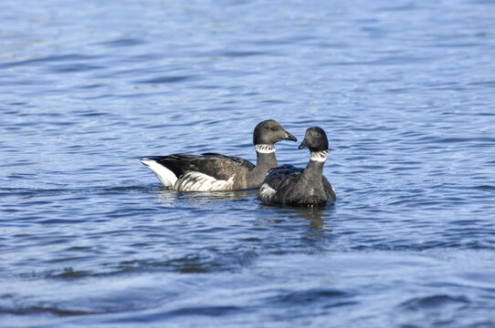 Branta bernicla, the brant goose, a migratory waterfowl with black head, white neck band, and dark brown wings, commonly seen in Korean coastal wetlands during winter. Photographed in Korea.