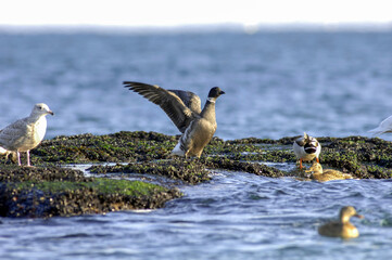 Branta bernicla, the brant goose, a migratory waterfowl with black head, white neck band, and dark brown wings, commonly seen in Korean coastal wetlands during winter. Photographed in Korea.