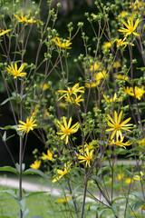 Dreiblättrige Becherpflanze, Silphium asteriscus, var. Trifoliatum