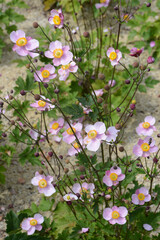 Herbst-Anemone,  Anemone hupehensis L., Anemone  hybrida, Summer Breeze, Baby Pink