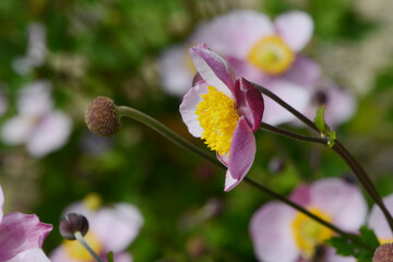 Herbst-Anemone,  Anemone hupehensis L., Anemone  hybrida, Summer Breeze, Baby Pink