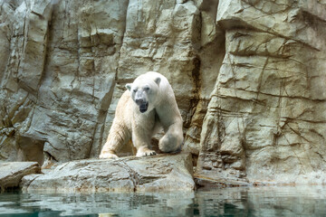 吠えるシロクマ