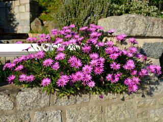Purple Osteospermum flowers on wall, or daisybushes or African daisies in a french garden