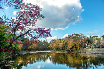 Autumn Landscape of a pond surrounded by Fall Trees with Fall colors reflected in the water