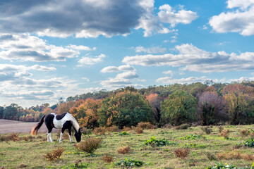 Horse Grazing in a Field with Autumn Trees