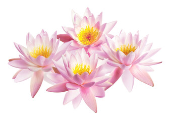 elegant water lilies showcasing soft pink petals and golden centers exuding serenity, perfect for spa themes, tranquil backgrounds, and serene decorative designs