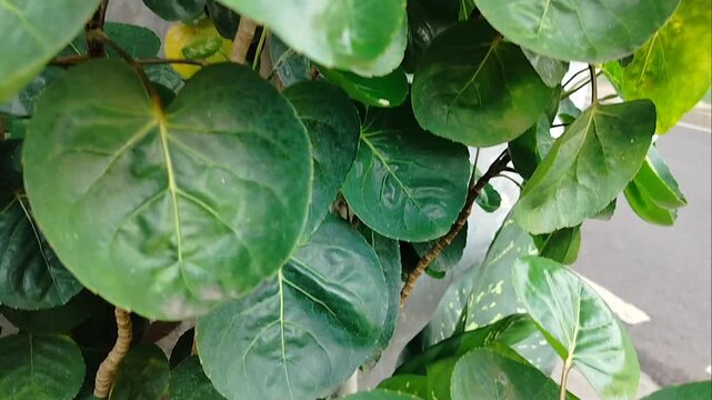 Polyscias Scutellria or usually called Daun Mangkokan in Javanese