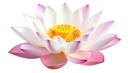Blooming lotus flower, pink-edged petals, yellow center, isolate