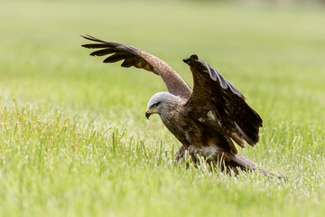 Hunting Kite. Black kite, Milvus migrans, perched in grass with widely spread wings. Bird of prey. Black kite gliding over meadow, attacking prey. Raptor also known as firehawk. Wildlife nature.