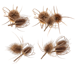 textured teasel seed heads with spiky details captured in a macro studio shot on a clean transparent background, botanical detail, autumnal, earthy