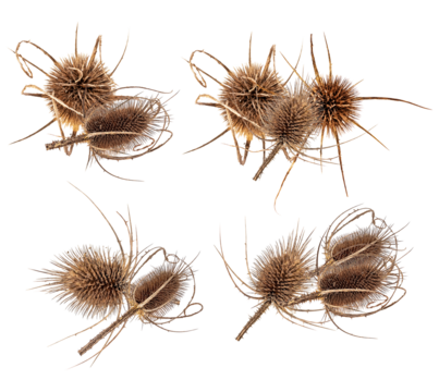 textured teasel seed heads with spiky details captured in a macro studio shot on a clean transparent background, botanical detail, autumnal, earthy