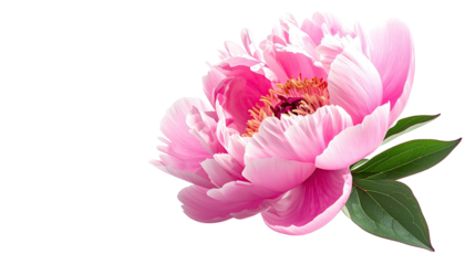 Pink peony bloom, detailed petals, against a black background