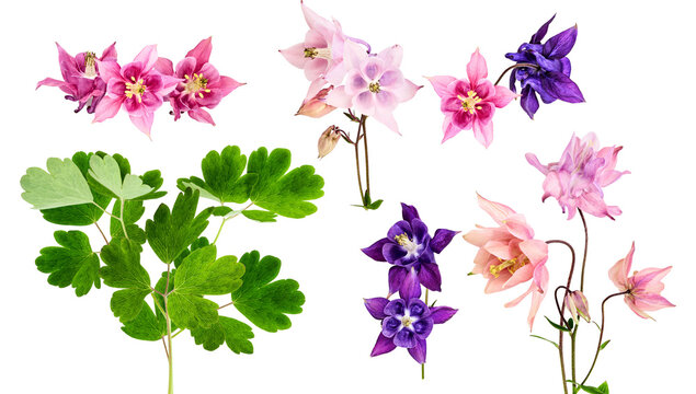 enchanting collection of columbine flowers in various hues against a clean transparent background, capturing the intricate details and natural grace of springtime blooms