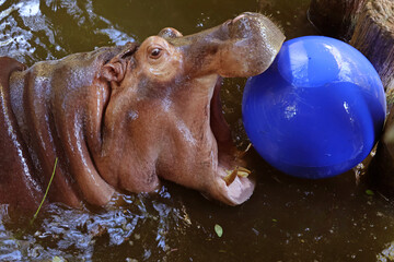 An 8 years old adult Common Hippopotamus playing with a large vinyl ball