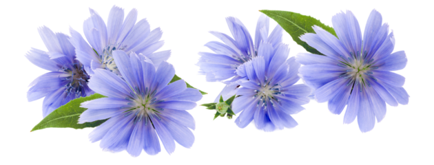 charming blue chicory flowers evoking tranquility and freshness, perfect for wellness brands and promoting natural health with serene, calming visuals