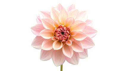 Close-up view of a pink dahlia flower on a black background