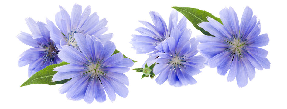 charming blue chicory flowers evoking tranquility and freshness, perfect for wellness brands and promoting natural health with serene, calming visuals