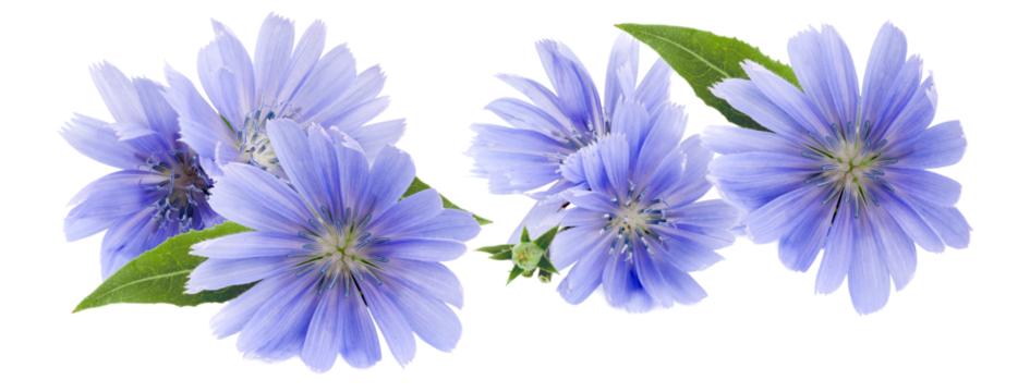charming blue chicory flowers evoking tranquility and freshness, perfect for wellness brands and promoting natural health with serene, calming visuals