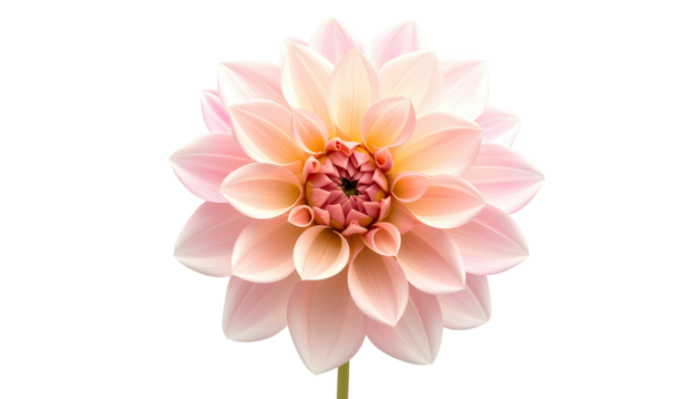 Close-up view of a pink dahlia flower on a black background
