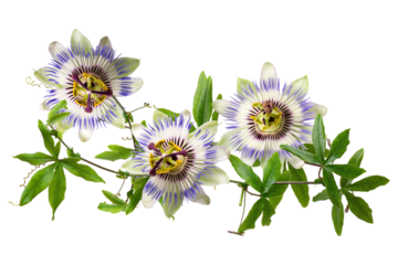 vibrant passion flowers presenting unique details and color contrasts ideal for botanical designs, exotic themes, and commercial floral arrangements and projects