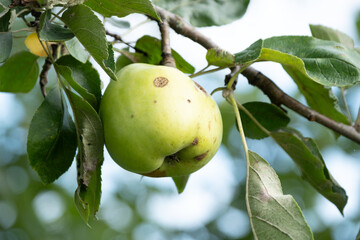 apple with spots on a branch