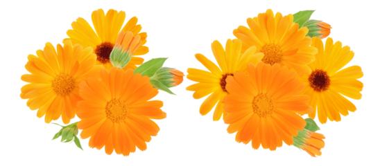 bright orange calendula flowers convey warmth and cheerful vibes, great for vibrant garden themes, health and wellness, and sunny, floral designs