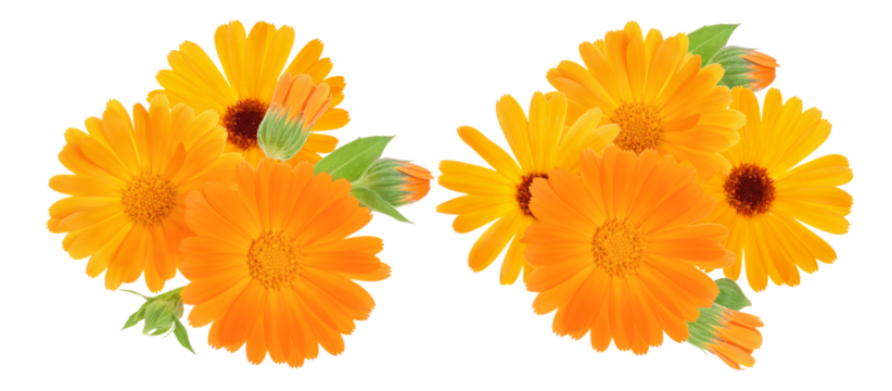 bright orange calendula flowers convey warmth and cheerful vibes, great for vibrant garden themes, health and wellness, and sunny, floral designs