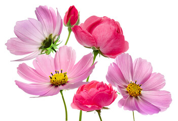 captivating arrangement of pink cosmos flowers and roses, evoking romance and charm, suitable for wedding invitations, valentine's day, and garden designs