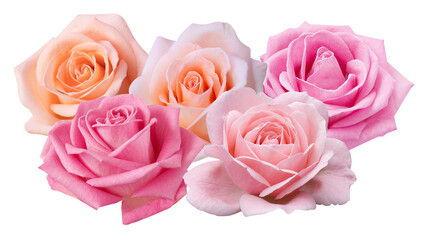 pastel colored roses, embodying tenderness and sophistication, for use in stock photos relating to love, elegance, and special moments in life