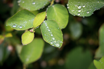 rain drops on a green leaf