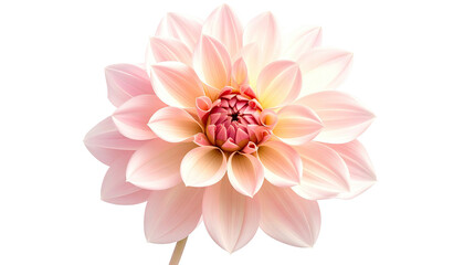 Pink dahlia bloom, soft light, isolated on black background
