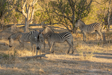 herd of zebras in the African savanna at sunset botswana