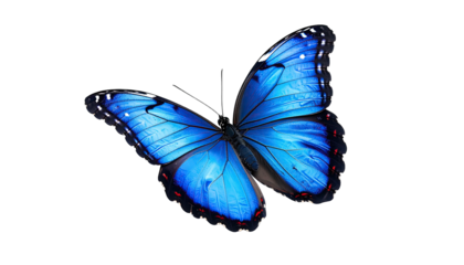 Vibrant blue butterfly with intricate wing patterns, dark background