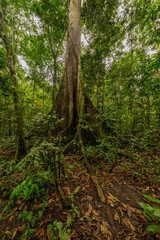 A towering kapok tree in the Amazon rainforest, surrounded by dense greenery and smaller plant...