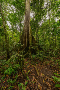 A towering kapok tree in the Amazon rainforest, surrounded by dense greenery and smaller plant species