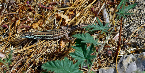 Milos wall lizard // Milos-Mauereidechse (Podarcis milensis) - Milos, Greece