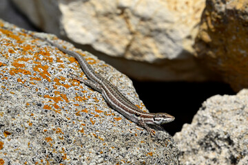 Milos wall lizard - female // Milos-Mauereidechse - Weibchen (Podarcis milensis) - Milos, Greece