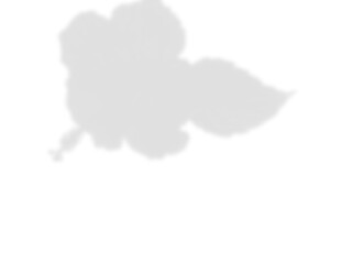 Soft Leaf Shadow Overlay