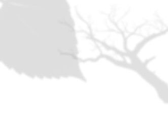 Contrasting Leaf and Tree Branch Shadow